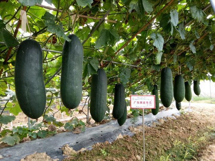 зимняя дыня