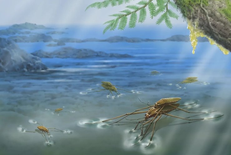 геологія водомірка