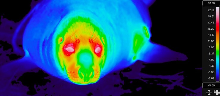 тюлени, детеныши тюленей