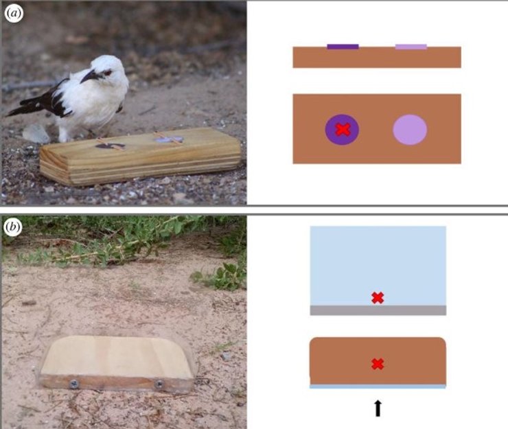 когнитивные тесты