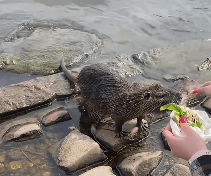 Туристка из Британии спутала нутрию с бобром в Праге