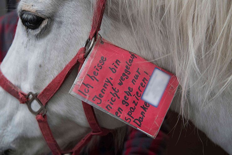 кінь Дженні