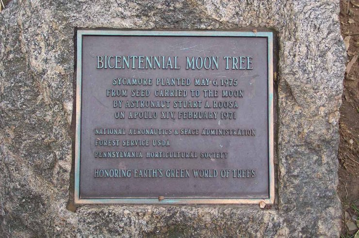 місячні дерева