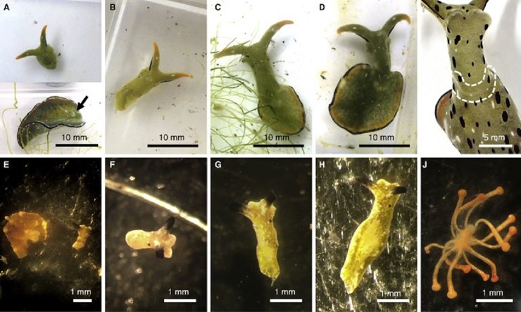 Регенерация слизней