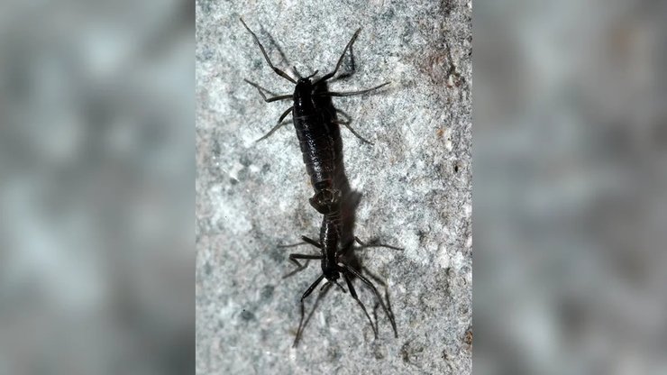 антарктида комаха