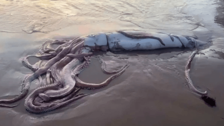 Огромный кальмар длиной в 10 м