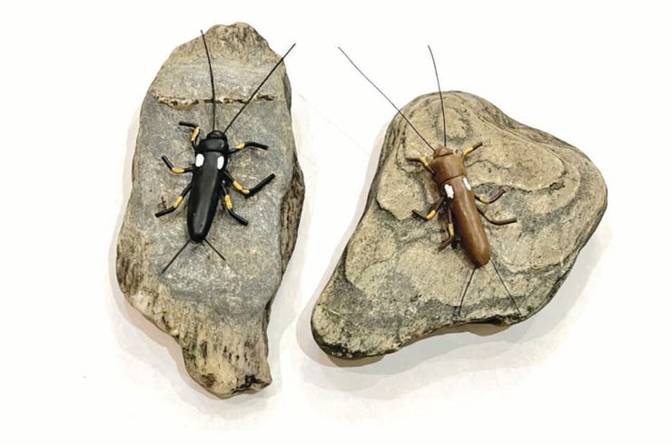 веснянка насекомое окрас