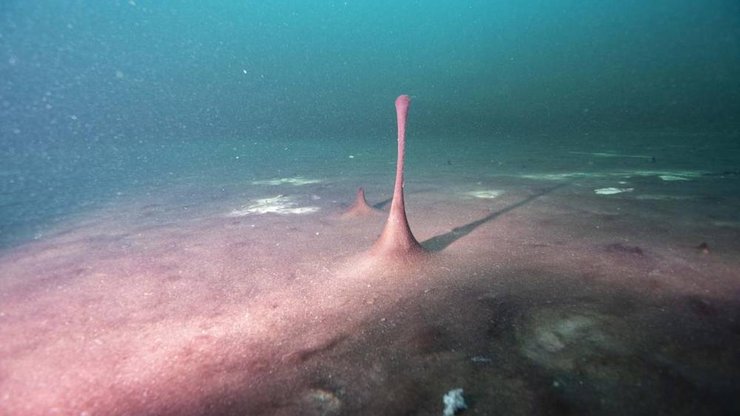 дно, океан, вода, снимок, маты