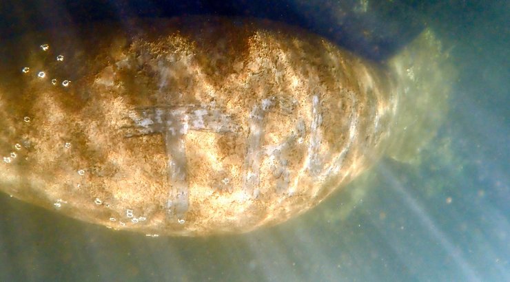 ламантин, активисты, вредительство, Трамп