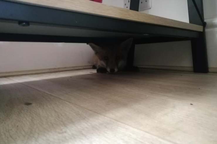 Лисенок залез в дом женщины, животные, дикие звери, курьезы, фото, приколы, интересные истории, невероятные случаи из жизни