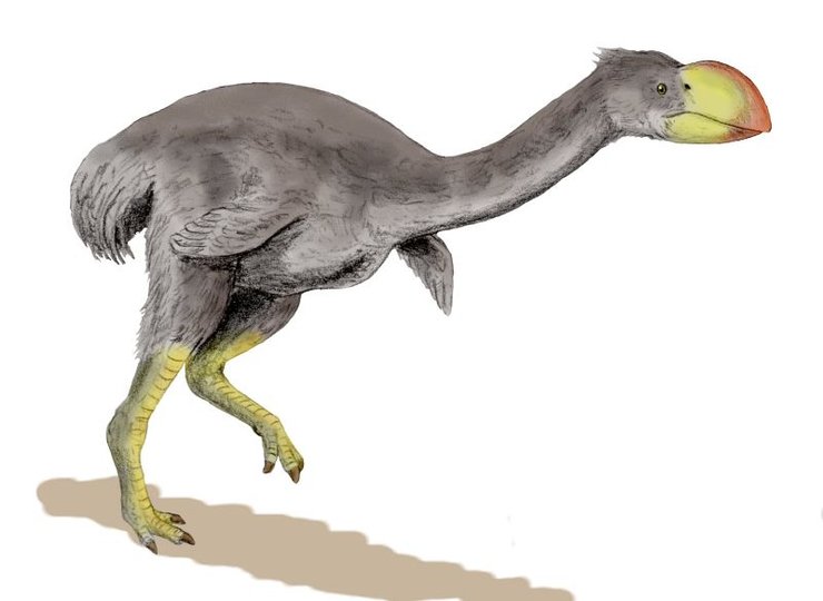 Dromornis stirtoni, древняя птица