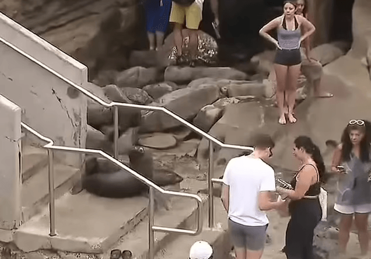 Морские львы, животные, напали на людей, туристы, пляж, морские обитатели,