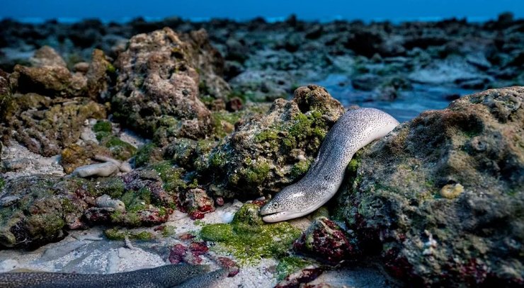 мурена угорь