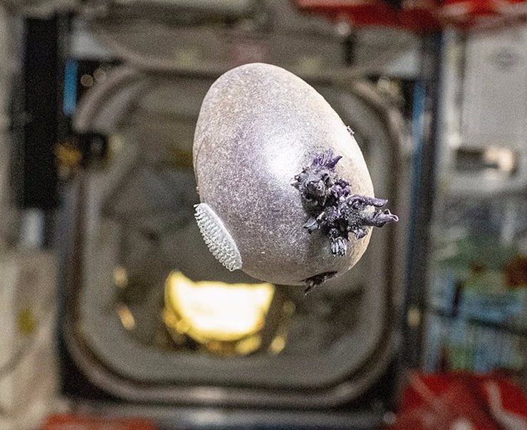 Астронавт NASA поделился фотографией причудливого объекта с щупальцами, растущего на Международной космической станции