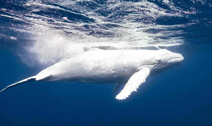 горбатий кит дитинча