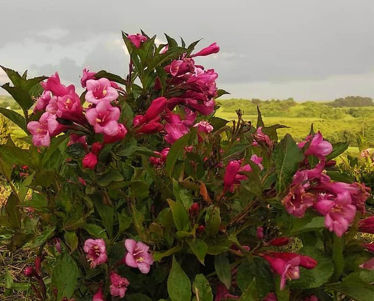 Сказочные поля, цветущие гортензии, путешествия по Украине