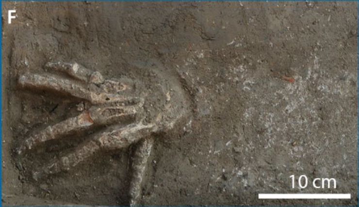 руки, стародавній єгипет, остеологія, остеологічний аналіз, трофеї, речові докази, Нижній Єгипет, Середній Єгипет