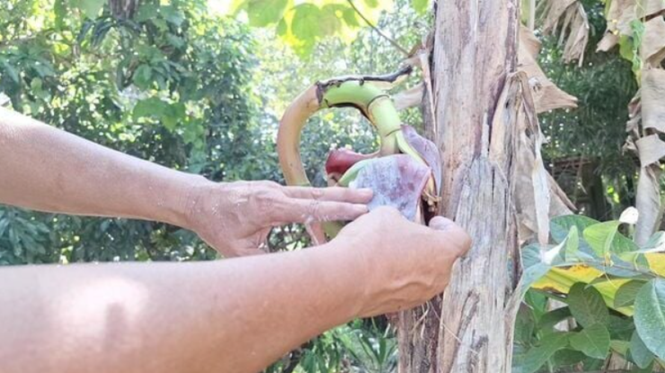 банановое дерево, Таиланд, лотерея, удача, джекпот, дерево творит чудеса
