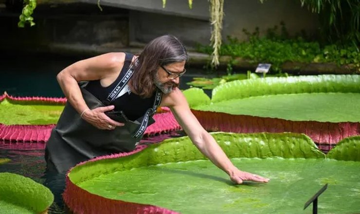 Victoria boliviana, гигантская кувшинка