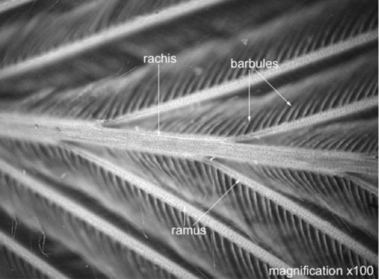 Крупный план пера