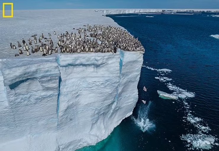пінгвіни дитинчата