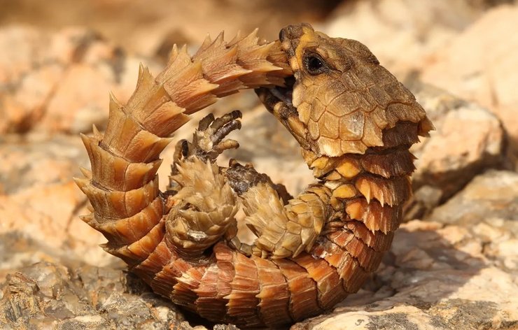 уроборос ящірка броненосець