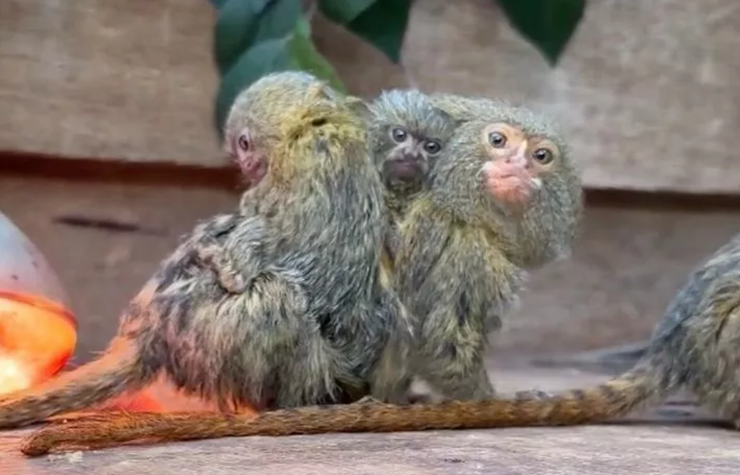 Карликові мармозети, примати, зникомий вид мавп, тварини, зоопарк, звіринець, курйози, Австралія, фото