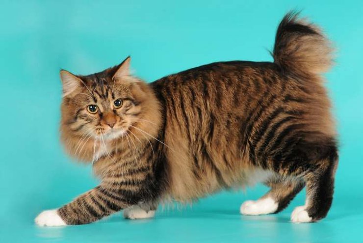 американский бобтейл, кошка, порода