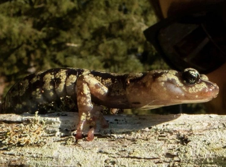 Саламандра Aneides vagrans