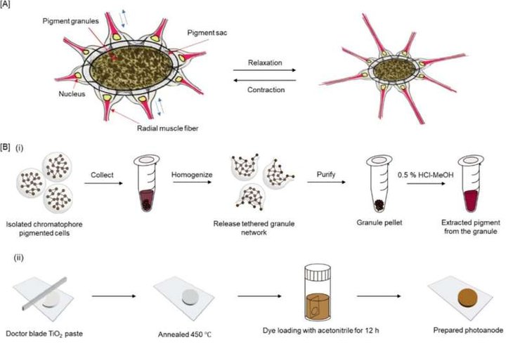 кальмар, кальмар маскировка, маскировка кальмаров