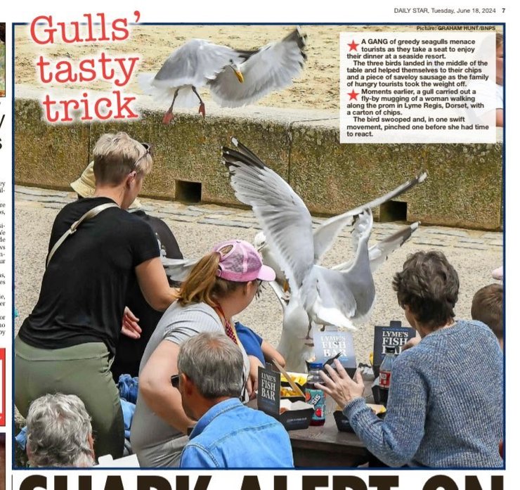 Чайка Грег, чайка, борнмут, чайки воруют еду