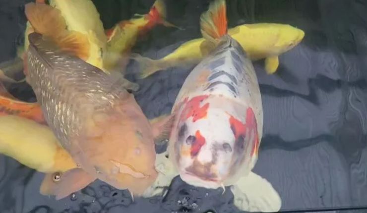 Рибу з людським обличчям показали у Великій Британії, це представник виду парчевий короп коі, аномалії, дивні історії