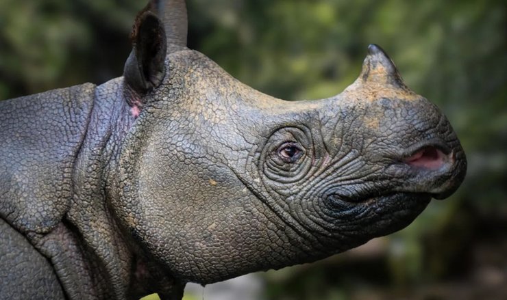 яванський носоріг