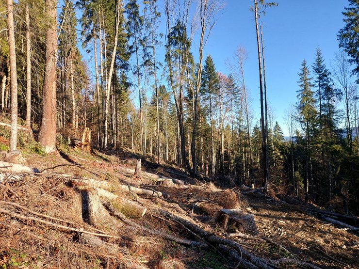 карпаты катастрофа, вырубка лесов карпаты