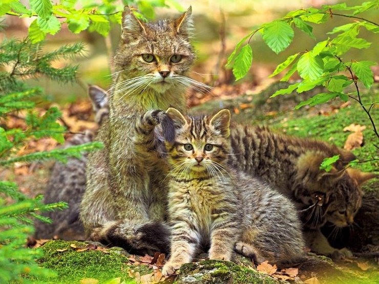 дикий європейський лісовий кіт