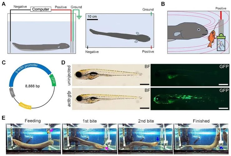 електричний вугор експеримент