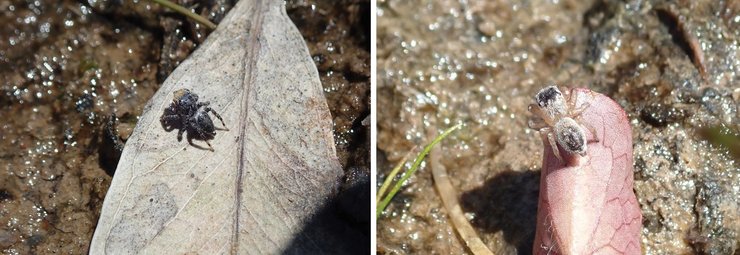 Maratus nemo, павлиньий паук, паук-павлин, австралия, новый вид