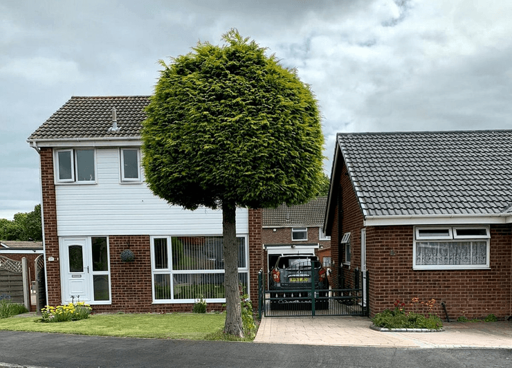 В Великобритании дерево, распиленное пополам из-за ссоры соседей, до сих пор привлекает туристов