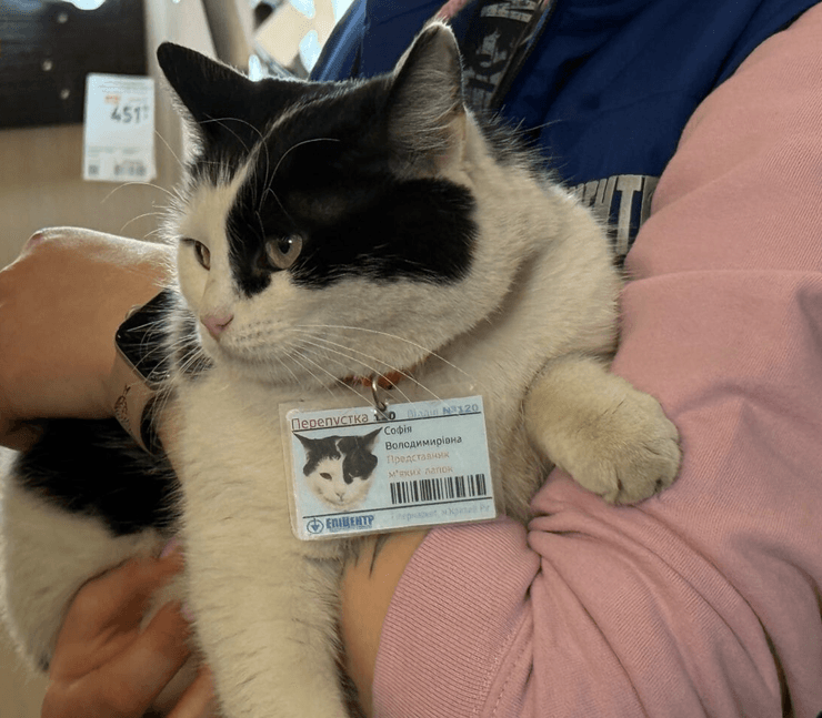 кошка соня супермаркет кривой рог супермаркет кривой рог