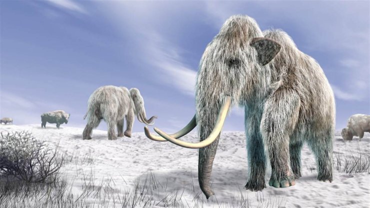 мамонты, кровь, северная Америка, исследование, мегафауна, вымирание, каменные орудия, мастодонты, лошади, бизоны, охота, охотники