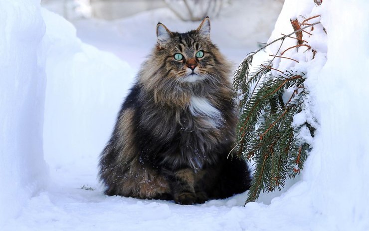 фото, порода норвежская лесная кошка