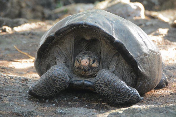 Черепаха Фернанда, галапагоська черепаха