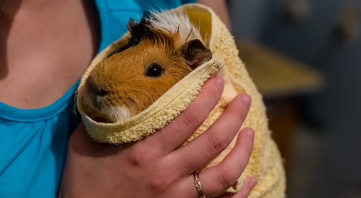 морская свинка