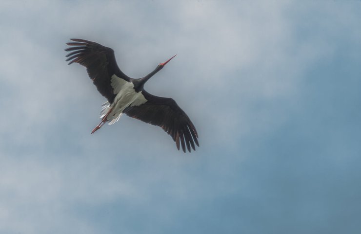 черный аист, редкая птица, исчезающий вид