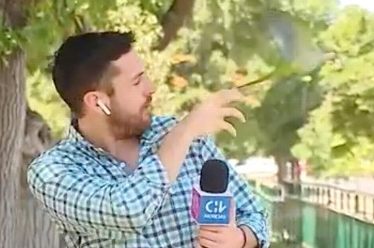 папуга крадіжки, папуга вкрав камеру, папуги злодії, папуги курйози, папуги цікаві факти, папуги цікаві факти, папуги цікаві факти, папуги ара цікаві факти хом'яках, блакитна сорока цікаві факти, цікаві факти про птахівництво, цікаві факти про птахів