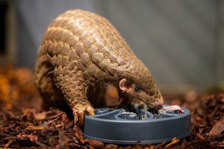 панголин, детеныш панголина, первый в европе, пражский зоопарк