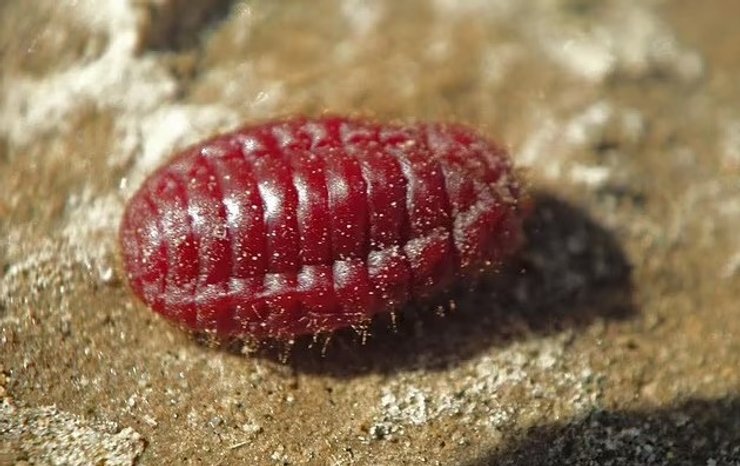 червь щитовка