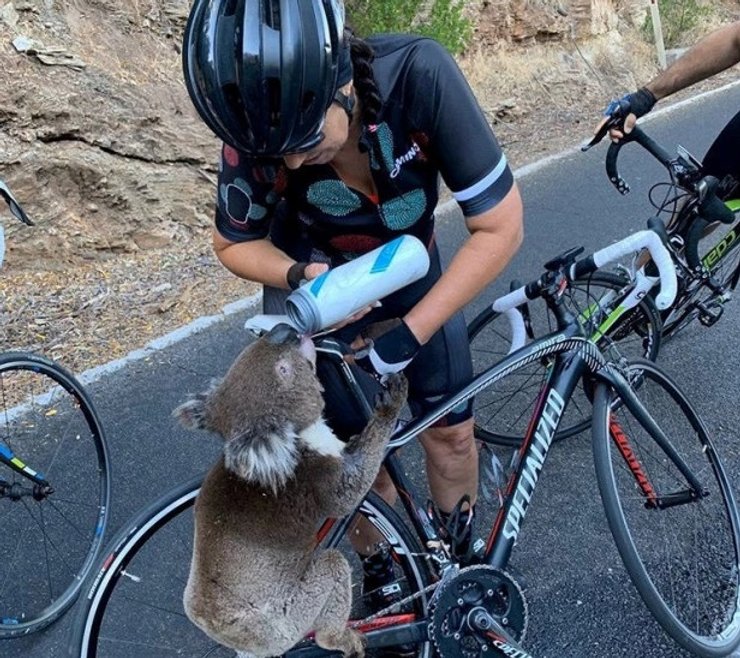 коалы в Австралии, лесные пожары