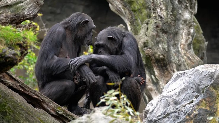 детеныш шимпанзе