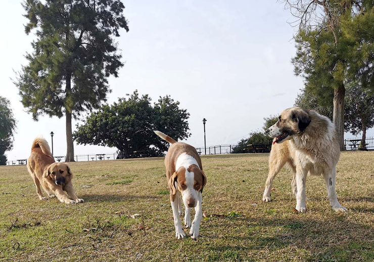 Турцию массово покидают туристы из-за принятия нового закона об отлове животных, что произошло, варварские правила